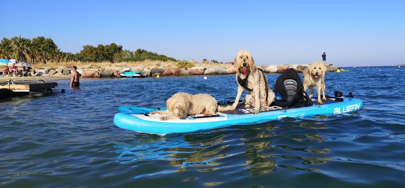 Doodle Dogs Discover Stand Up Paddle Boarding
