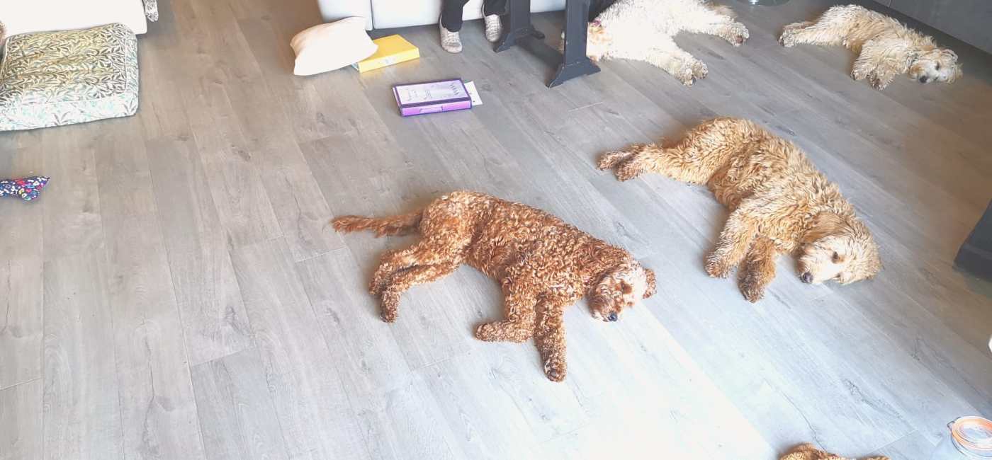 The lady from our Local Authority