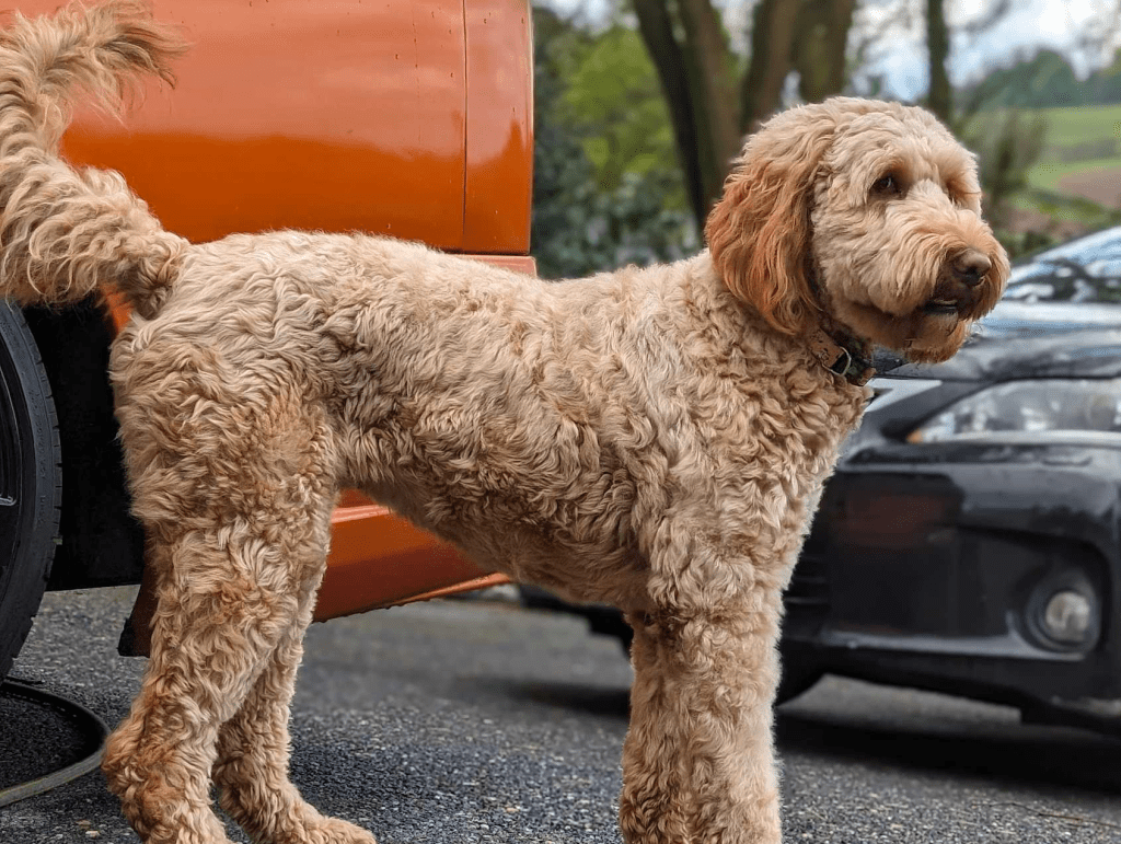 Kingscote Doodles, Australian Doodles, Labradoodles and Golden Doodles