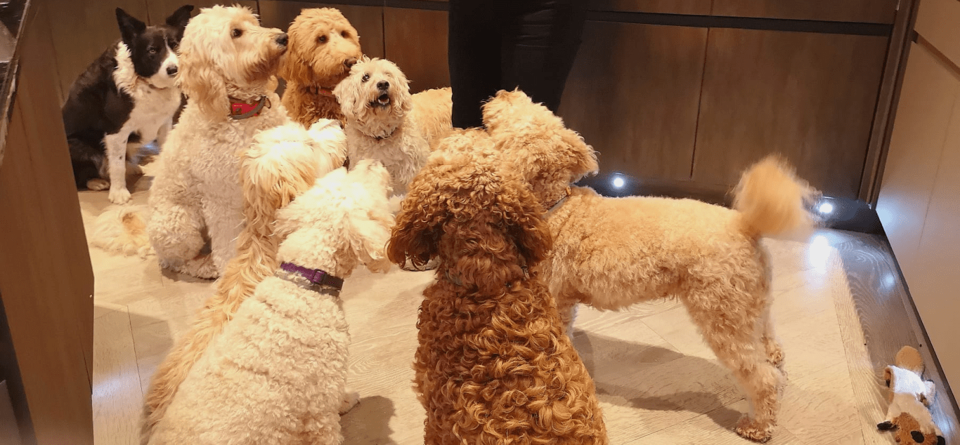 We are a 5 star Licensed Breeder