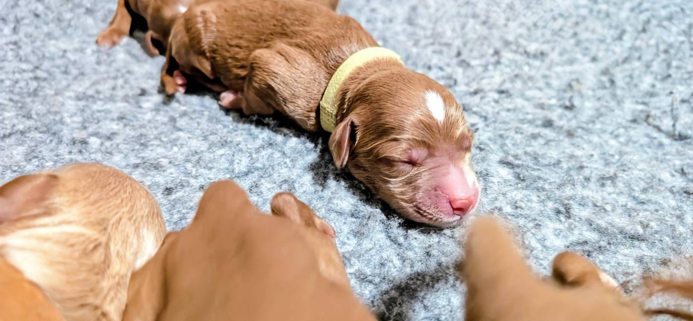 The Importance of Puppy Culture in Early Growth