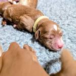 The Importance of Puppy Culture in Early Growth