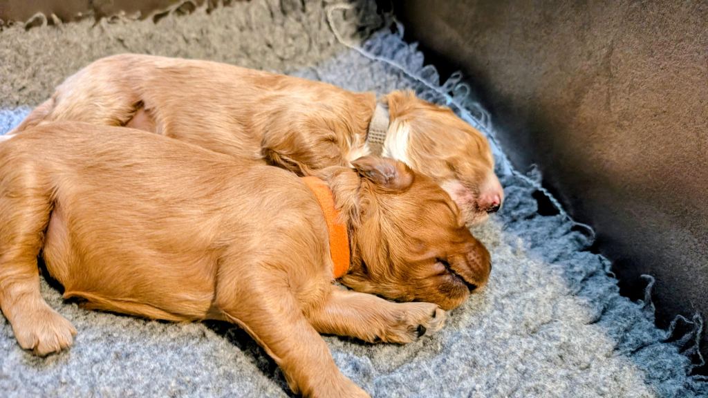 Puppy golden doodles from kingscote doodles, torquay devon