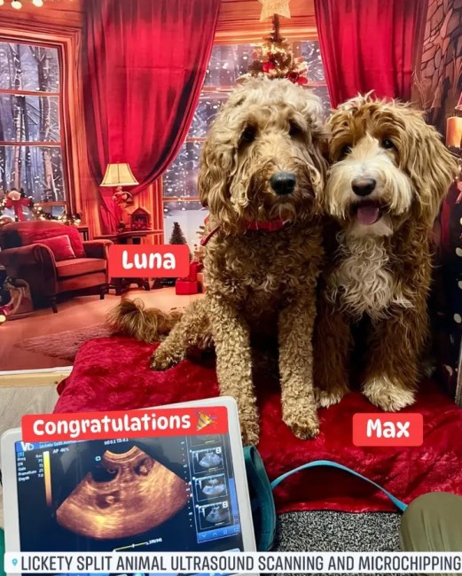 Dad Meets His Puppies: Max’s First Visit with Luna and Their Litter
