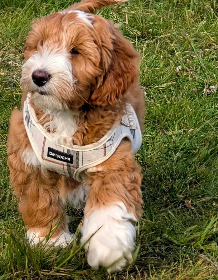 with alt text: Max Australian Double Doodle puppy in the garden Torquay Devon