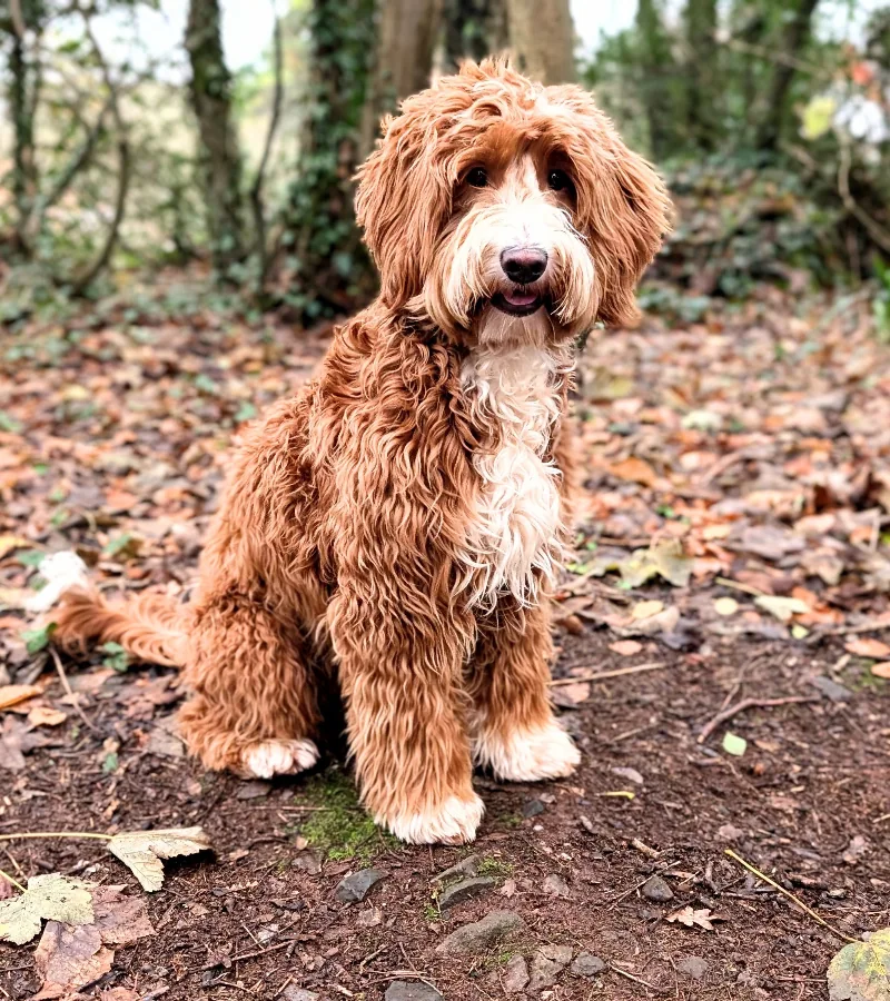 Max Australian Double Doodle stud dog amongst autumn leaves Torquay Devon