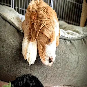 Australian Double Doodle puppy January 2026