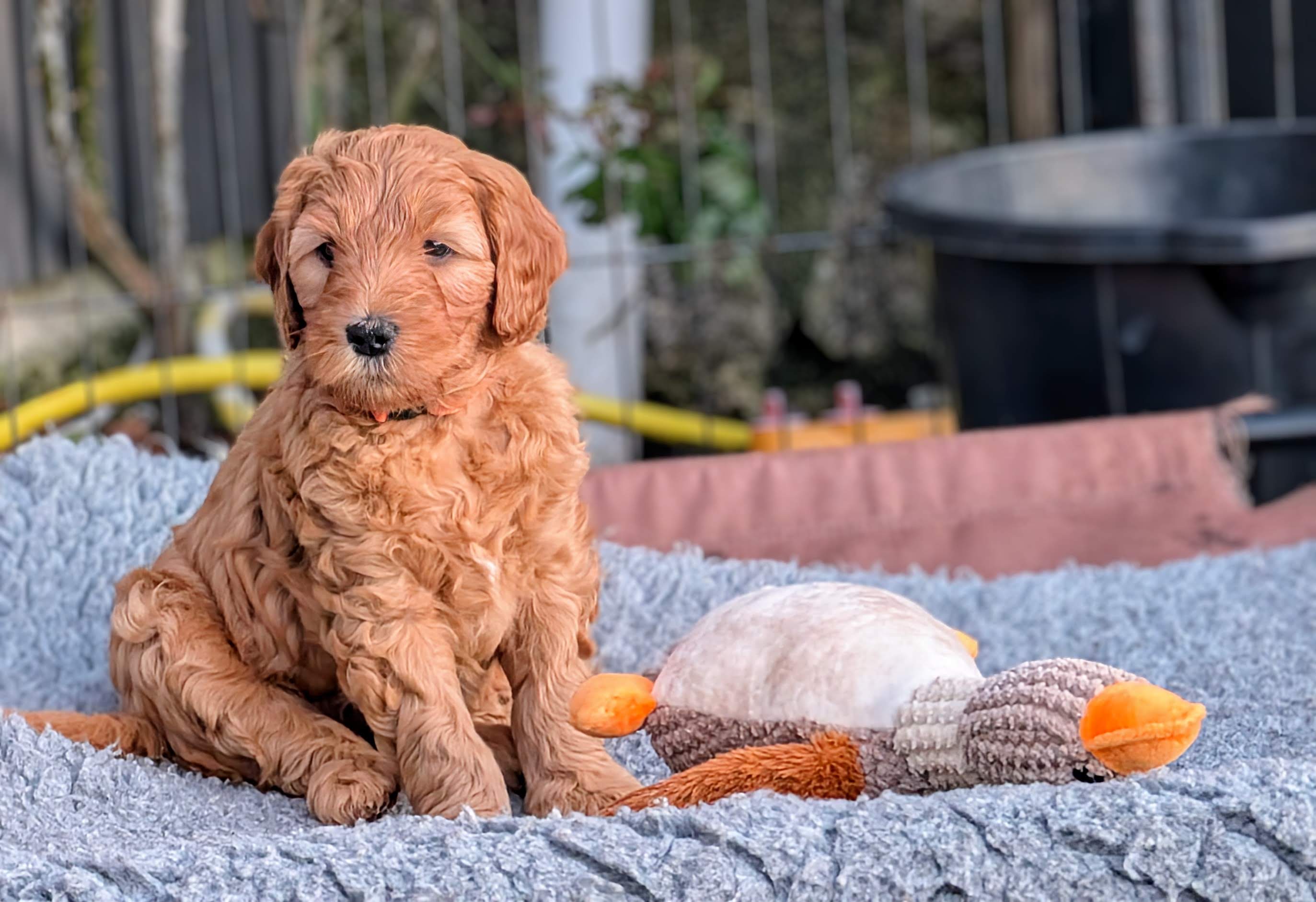 Health tested Australian Double Doodle puppy