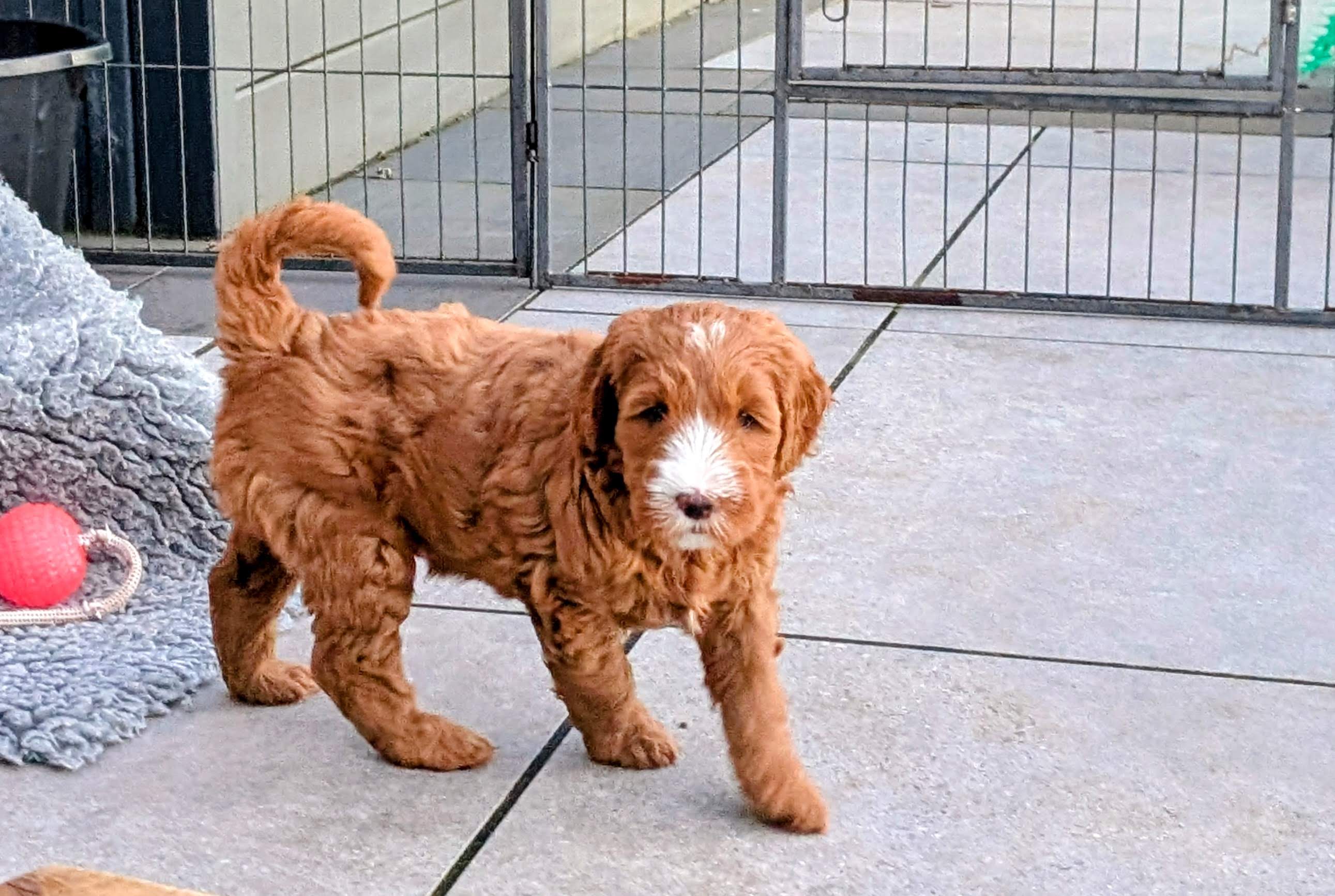 Max and Luna's puppy Kingscote Doodles Devon
