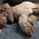 Indie's Easter Litter: Seven Little Miracles