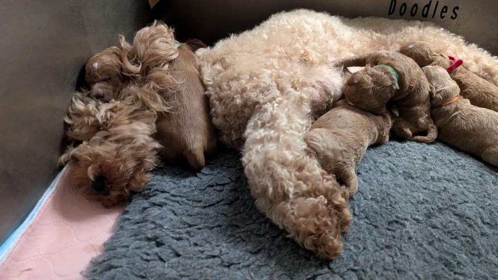 Newborn Goldendoodle puppies snuggled together at Kingscote Doodles Devon