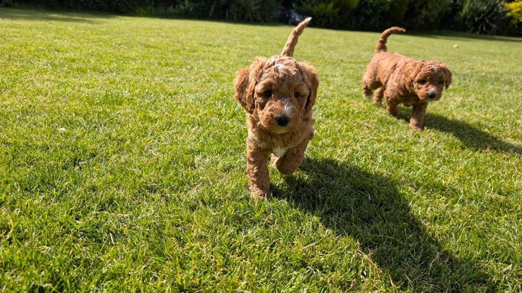 Two Austrailian Doodles playing on grass lawn.