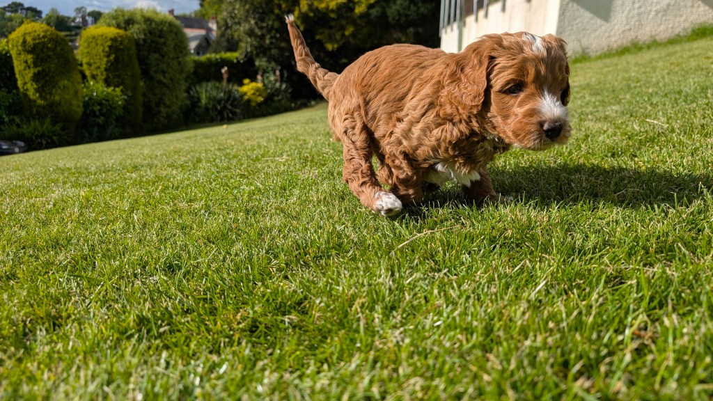 6 week old Austrailian Doodle having fun on grass