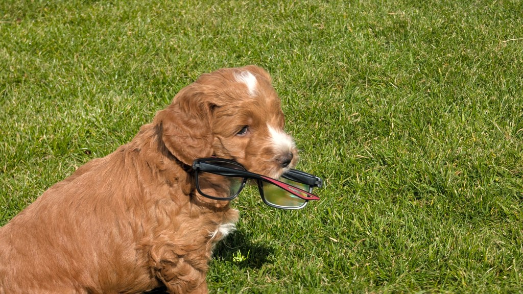 6 week old puppy with a pair of reading glasses in her mouth,