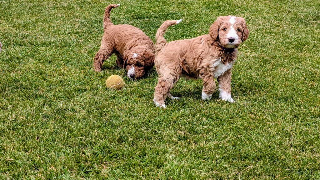 Two Australian miniature Doodles playing on grass lawn