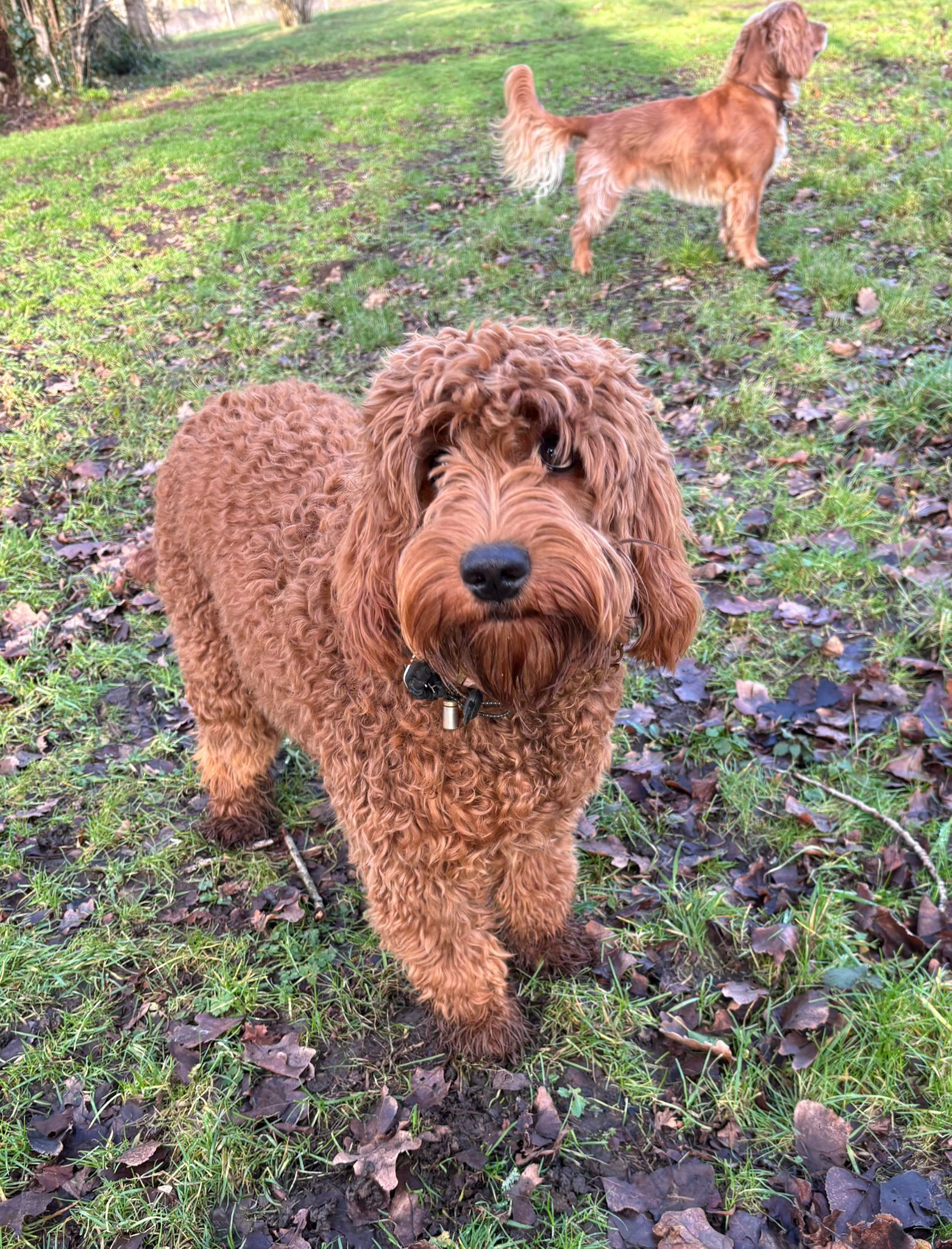 Iris, red Golden Doodle, in a field at Kingscote Doodles