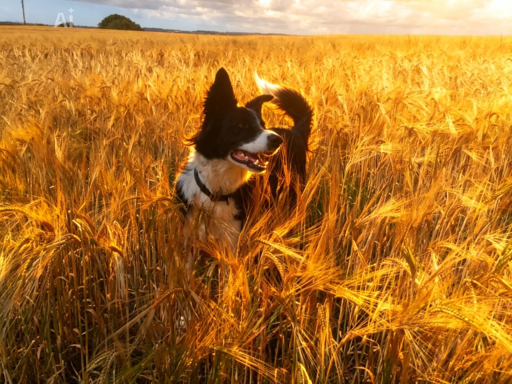 Dex