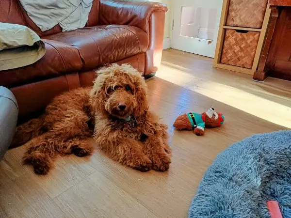 Athena, Australian Labradoodle/Golden Doodle, lying on the floor
