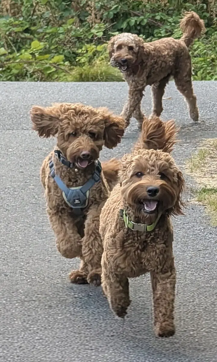 Iris out on a walk with Calle and Luna, Australian Labradoodles, Kingscote Doodles